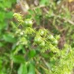 Asparagus acutifolius Fruto