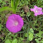 Ipomoea plummerae 整株植物
