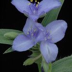 Tradescantia reverchonii Цвят