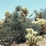 Simmondsia chinensis Συνήθη χαρακτηριστικά