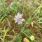 Scabiosa atropurpureaBlomma