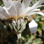 Leucanthemopsis alpina 花
