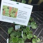 Gunnera magellanica Lehti