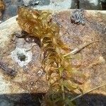 Elodea nuttallii Hoja