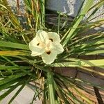 Dietes bicolor Blüte