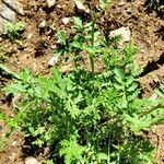 Potentilla pensylvanica Habit