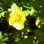 Potentilla reptansFlower