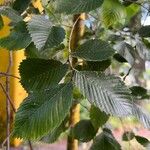 Ulmus laevis ഇല