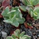 Sedum oregonense Liść