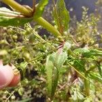 Veronica catenata Hoja