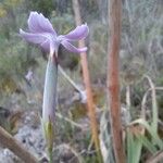 Dianthus godronianus Lorea