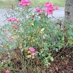 Rosa pendulina 整株植物