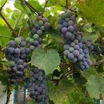 Vitis labrusca Fruchs