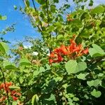 Bauhinia galpinii Blatt