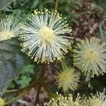 Callicoma serratifolia Flower
