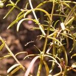 Agalinis tenuifolia Costuma