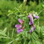 Vicia cassubica പുഷ്പം