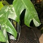 Philodendron panduriforme Leaf