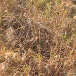 Themeda triandra Libunga