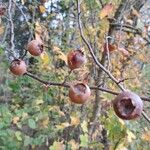 Crataegus germanica Плод