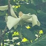 Magnolia macrophylla Kwiat