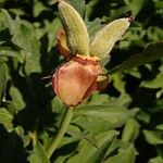 Paeonia officinalis Плід