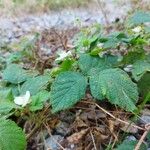 Rubus caesius Levél