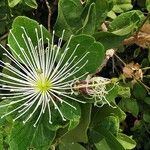 Maerua angolensis Blomst