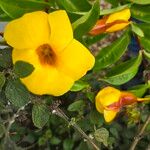 Allamanda cathartica Flor