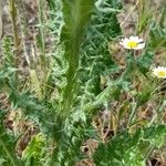 Tyrimnus leucographus Leaf