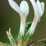 Trifolium uniflorum Bloem