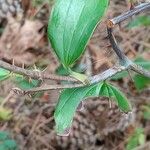 Smilax rotundifolia Leaf