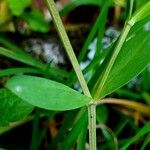 Stellaria alsine Bark