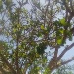 Ficus sycomorus Φρούτο
