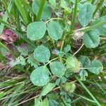 Medicago rigidula Leaf