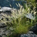 Koeleria splendens Flor