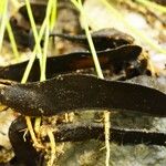 Spatholobus multiflorus Fruto