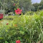 Hibiscus coccineus Elinympäristö