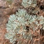 Artemisia frigida Blatt