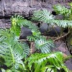 Monstera deliciosaLeaf