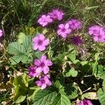 Oxalis articulata 其他