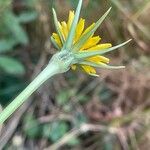 Tragopogon minor