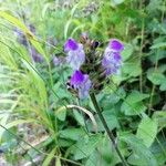 Prunella hastifolia Fula