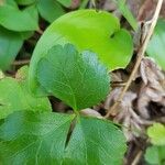 Coptis trifolia Liść