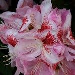 Rhododendron spp. പുഷ്പം