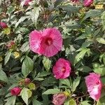 Hibiscus sabdariffa 整株植物