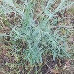 Centaurea diffusa Hoja