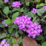 Lantana montevidensisBlomma