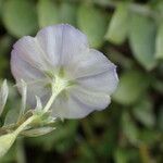 Evolvulus convolvuloides Flower