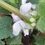 Lamium album Flower